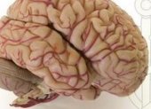 Móviles y tumores: análisis de más de 100 estudios...